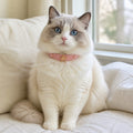Peach Star Cat Collar with Gold-Tone Emblem and Pink Cat-Eye Details