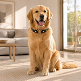 Golden Heart “GOOD GIRL” Dog Collar