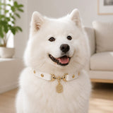 Golden Fortune White Dog Collar with Crystal Dollar Charm