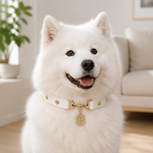 Golden Fortune White Dog Collar with Crystal Dollar Charm