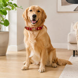 Crimson Link Dog Collar with Layered Gold Rings