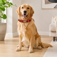 Crimson Link Dog Collar with Layered Gold Rings