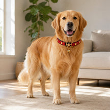 Crimson Regent Dog Collar with Gold Studs and Bell Charm