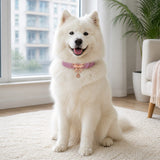 Flutter Glow Pink Dog Collar with Rose-Gold Butterfly Charm