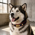 Crimson Edge Dog Collar with Black Finish and Gold Ring Detail