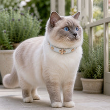 Prismatic Blossom Cat Collar with Rose-Gold Floral Detail