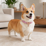 Flutter Glow Pink Dog Collar with Rose-Gold Butterfly Charm