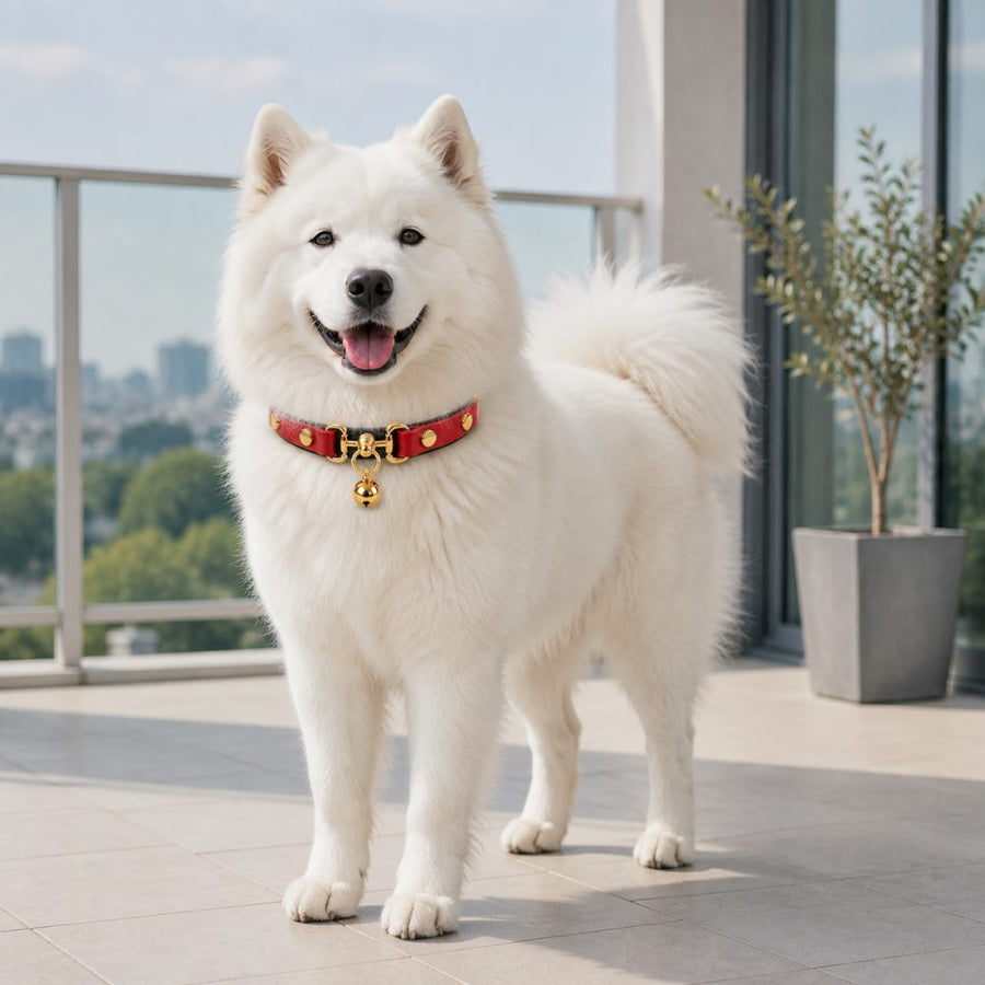 Crimson Regent Dog Collar with Gold Studs and Bell Charm
