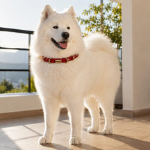 Crimson Link Dog Collar with Layered Gold Rings