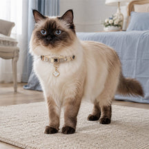 Moonlit Clover Cat Collar with Iridescent Gold Detail