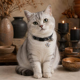 Haunted Web Cat Collar with Silver Bell and Spider Charm