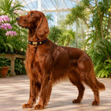 Crimson Edge Dog Collar with Black Finish and Gold Ring Detail