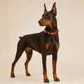 Crimson Link Dog Collar with Layered Gold Rings