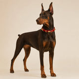 Crimson Link Dog Collar with Layered Gold Rings