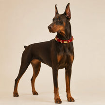 Crimson Link Dog Collar with Layered Gold Rings