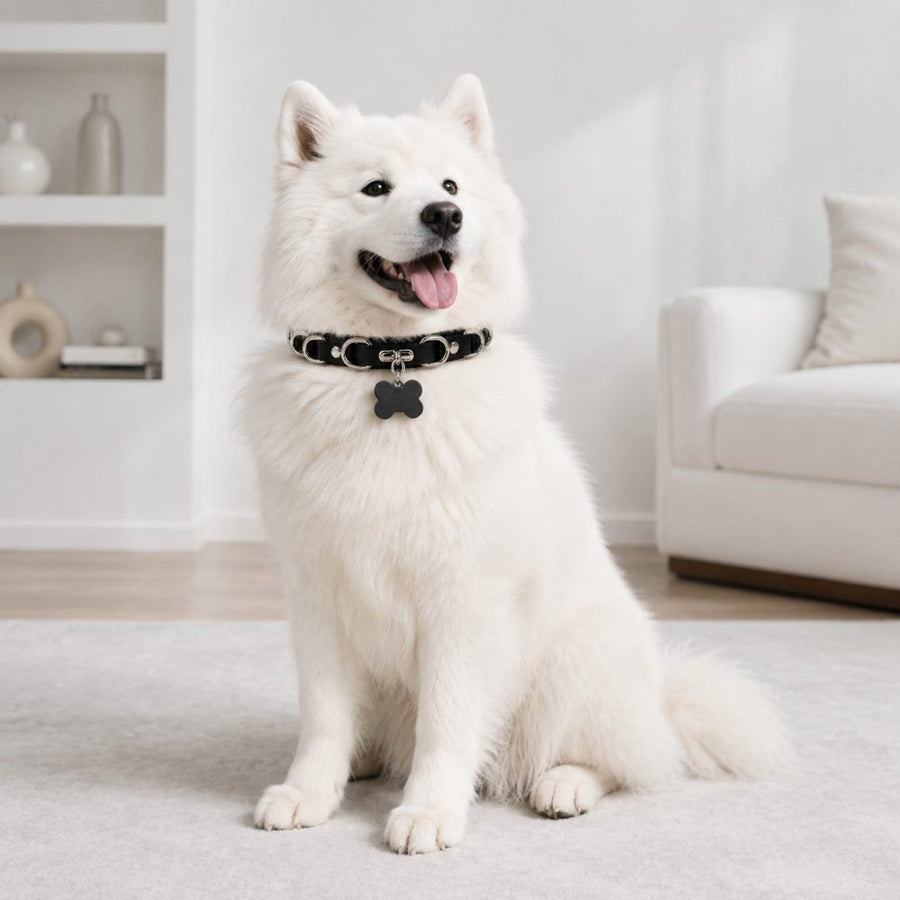 Obsidian Silver-Ring Dog Collar with Bone Tag