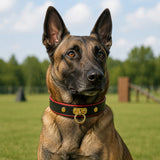 Crimson Edge Dog Collar with Black Finish and Gold Ring Detail