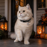 Haunted Web Cat Collar with Silver Bell and Spider Charm