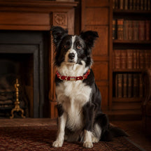 Crimson Link Dog Collar with Layered Gold Rings