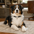 Guardian Heart Black Dog Collar with Silver Filigree Charm
