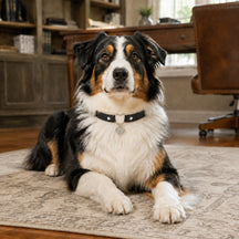 Guardian Heart Black Dog Collar with Silver Filigree Charm