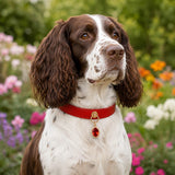 Crimson Jewel Dog Collar with Oval Crystal Pendant
