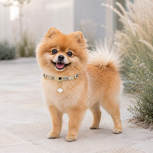 Golden Lucky Clover Dog Collar with Iridescent Finish and Crystal Charm