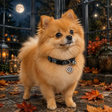 Midnight Spiderweb Dog Collar with Halloween Bell and Web Charm