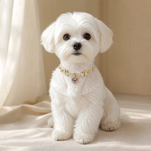 Rainbow Stitch White Dog Collar with Pink Crystal Heart Charm