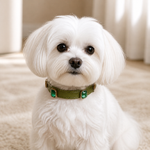 Forest Emerald Dog Collar with Olive-Green Finish and Crystal Accents