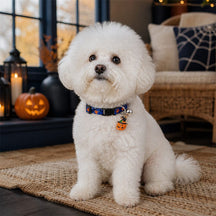 Magic Pumpkin Dog Collar with Halloween Print and Bell Charm
