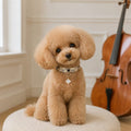 Golden Lucky Clover Dog Collar with Iridescent Finish and Crystal Charm
