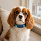 Ocean Crystal Dog Collar with Mist-Blue Finish and Aqua Gem Accents