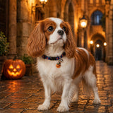 Magic Pumpkin Dog Collar with Halloween Print and Bell Charm