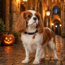 Magic Pumpkin Dog Collar with Halloween Print and Bell Charm