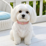 Blush Sheriff Star Dog Collar with Pink Cat-Eye Accents