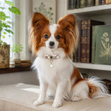 Golden Lucky Clover Dog Collar with Iridescent Finish and Crystal Charm