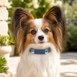 Ocean Crystal Dog Collar with Mist-Blue Finish and Aqua Gem Accents