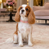 Blush Sheriff Star Dog Collar with Pink Cat-Eye Accents