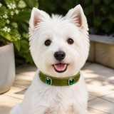 Forest Emerald Dog Collar with Olive-Green Finish and Crystal Accents