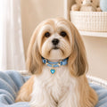 Azure Heart Dog Collar with Gold-Tone Bit and Blue Crystal Charm