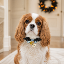 Midnight Bat-Wing Dog Collar with Skull Bow and Halloween Charms