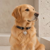 Guardian Heart Black Dog Collar with Silver Filigree Charm