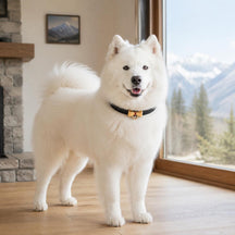 Black-Tie Dog Collar with Gold Bow Detail