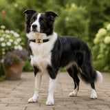Black-Tie Dog Collar with Gold Bow Detail