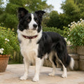 Burgundy Playful-Ear Dog Collar with Filigree Charm
