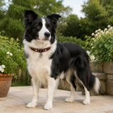 Burgundy Playful-Ear Dog Collar with Filigree Charm
