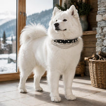 Midnight Heart Dog Collar with Silver Spikes and Layered Chains