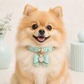 Mint Bow Dog Collar with Iridescent Crystal Heart Charm