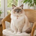 Ivory Blush Cat Collar with Crystal Bow and Colorful Gems